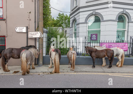 Dunmanway, Cork, Irland. 06 August, 2019. Pferde gebunden außerhalb der lokalen Bank an der Ballabuidhe Horse Fair, die jeden August in Dunmanway, Co Cork, Irland, statt. - Gutschrift; David Creedon/Alamy leben Nachrichten Stockfoto