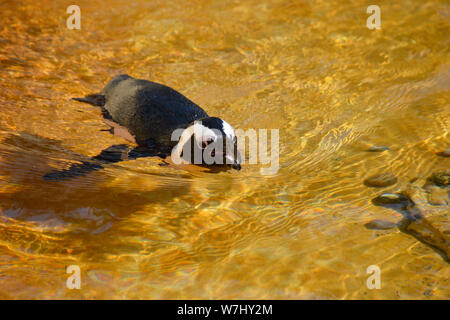 Afrikanische Pinguin schwimmen im Penguin pool bei Natureland Seal Sanctuary Skegness, Lincolnshire, Großbritannien Stockfoto