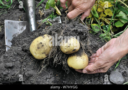 Die Gardener's Hände pflücken frische organische Kartoffeln in das Feld Stockfoto