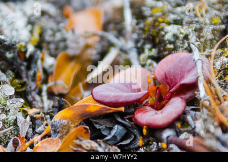 Ich denke, dies ist grossblütige Wintergreen aber mir bitte gerade wie dieses ist in einer frühen Wachstumsphase. In Holmbugt, König Oscar Fjord, Grönland genommen Stockfoto