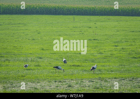 Eine Gruppe Störche steht auf einem grünen Feld und Sucht nach Essen Stockfoto