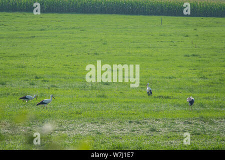 Eine Gruppe Störche steht auf einem grünen Feld und Sucht nach Essen Stockfoto
