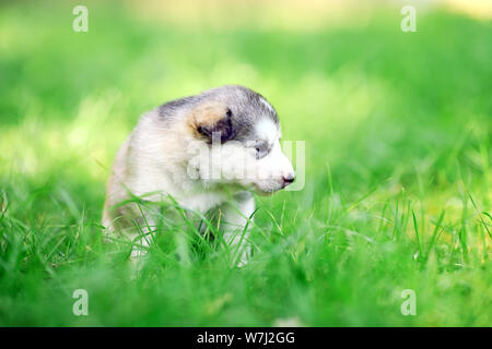 Siberian Husky Welpen auf grünem Gras. Stockfoto