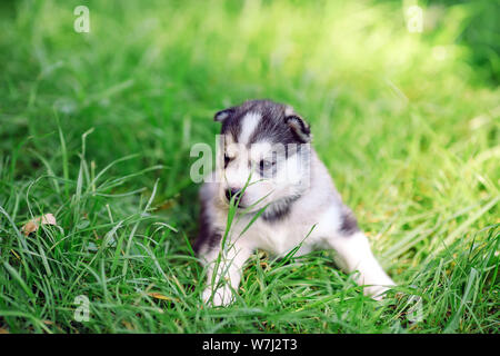 Siberian Husky Welpen auf grünem Gras. Stockfoto