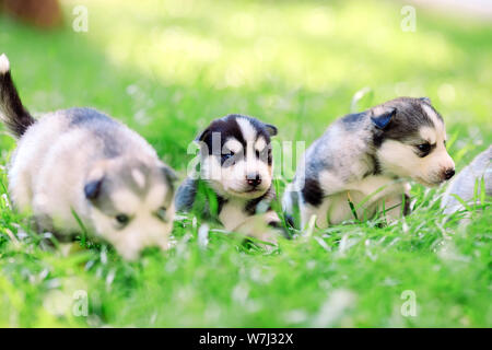 Siberian Husky Welpen auf grünem Gras. Stockfoto
