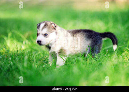 Siberian Husky Welpen auf grünem Gras. Stockfoto