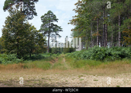 Grasbewachsene Fußweg durch üppigen fern in gemischten bäume wald. Stockfoto