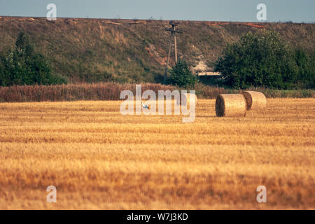Ein Storch steht auf einem Feld mit Heuballen in Rollen gerollt. In der Ferne ist ein hoher Damm der Bahnlinie und eine Säule. Stockfoto