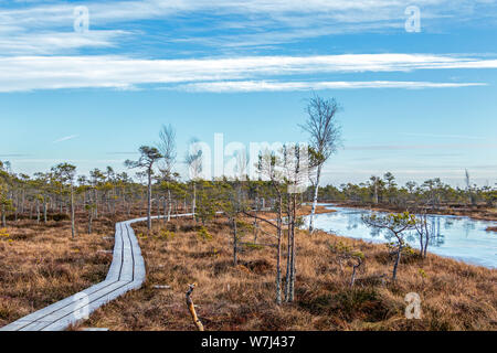 Holz- Fußweg auf der mit Herbst farbige Flora am Winter mit schönen Abend Sonne Licht am Goldenen Stunde bog Stockfoto