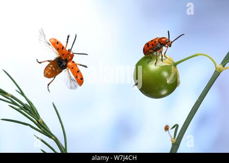 Gefleckte Spargel Käfer (Crioceris duodecimpunctata) im Flug auf einem Garten Spargel (Asparagus officinalis) mit Samenkapsel, Deutschland Stockfoto