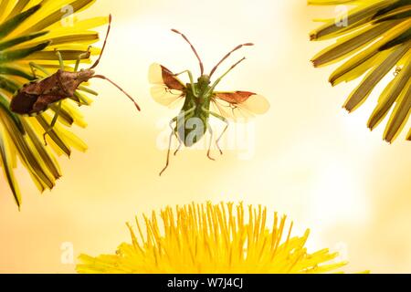 Gonocerus acuteangulatus, Bug () im Flug zu einem Dandelionflower (Taraxacum sect Ruderalia), Deutschland Stockfoto