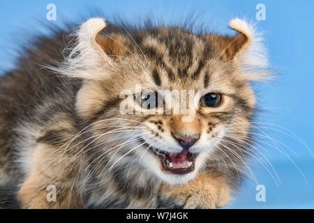 Breedcat American Curl (Felis silvestris catus), Tier Portrait, Langhaar, männlich, 10 Wochen, schwarz gestromt, Österreich Stockfoto