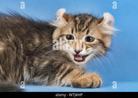 Breedcat American Curl (Felis silvestris catus), Tier Portrait, Langhaar, männlich, 10 Wochen, schwarz gestromt, Österreich Stockfoto