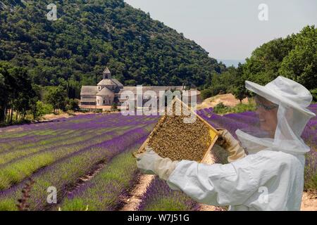 Kloster Senanque mit Lavendel Feld mit Imker, Provence, Frankreich Stockfoto