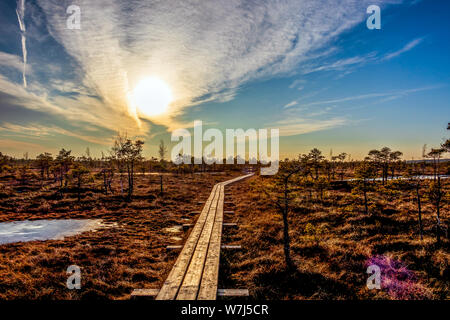 Holz- Fußweg auf der mit Herbst farbige Flora am Winter mit schönen Abend Sonne Licht am Goldenen Stunde bog Stockfoto