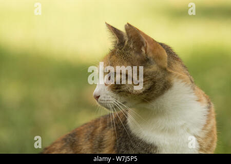 Profil von einem schönen stray Calico Katze mit kurzem Fell Rückblick auf Grün bokeh mit großen kopieren. Stockfoto