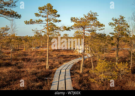 Holz- Fußweg auf der mit Herbst farbige Flora am Winter mit schönen Abend Sonne Licht am Goldenen Stunde bog Stockfoto