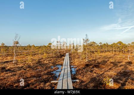 Holz- Fußweg auf der mit Herbst farbige Flora am Winter mit schönen Abend Sonne Licht am Goldenen Stunde bog Stockfoto