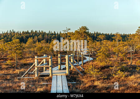 Holz- Wanderweg in Sumpf mit schönen Abend Sonne Licht am Goldenen Stunde und im Herbst bunte Flora von winter Kemeri Große Moor Feuchtgebiet Sumpf Stockfoto