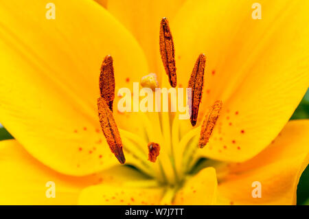 Asiatische Lilie Sun Ray, Stigmatisierung und Staubblatt in enger bis A1 a) sub-division Lilie mit nach oben zeigender Blumen Stockfoto