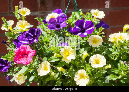 Gemischte Farben von Petunia Surfinia in hängenden Korb Pink Gelb Lila Stockfoto