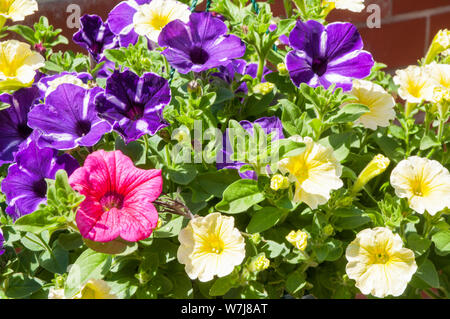 Gemischte Farben von Petunia Surfinia close up in hängenden Korb Pink Gelb Lila Stockfoto