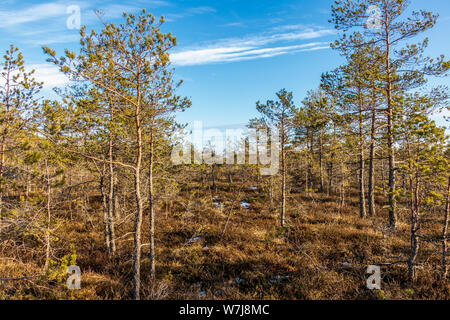 Kemeri Nationalpark, Lettland, Nordeuropa: die malerische Landschaft von großer Sumpf mit Herbst farbige Flora von Winter moorland am sonnigen Wintertag Sumpf Stockfoto