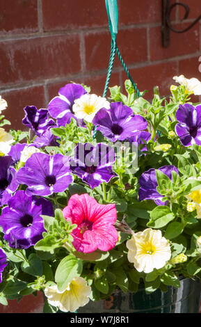 Gemischte Farben von Petunia Surfinia close up in hängenden Korb Pink Gelb Lila Stockfoto