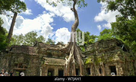 Ein hohes Regenwald Baum auf den Ruinen von Ta Prohm Tempel in der Nähe von Angkor Wat, Kambodscha Stockfoto