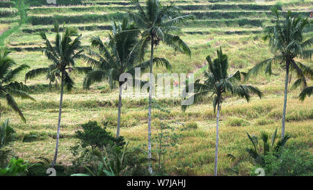 Long Shot eines Arbeitnehmers bei jatiluwih Reisterrassen auf Bali, Indonesien Stockfoto