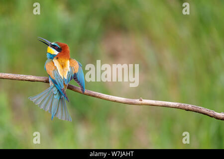 Eine europäische Bienenfresser (Merops apiaster) Sitzstangen auf einem Zweig mit offenem Schnabel ruffling seine Federn, Koros-Maros Nationalpark, Békés, Ungarn Stockfoto