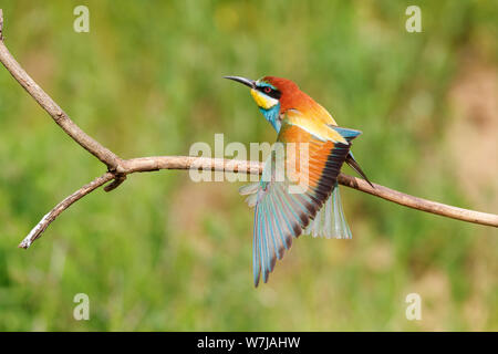 Eine europäische Bienenfresser (Merops apiaster) Sitzstangen auf einem Zweig und breitet seine Flügel, Koros-Maros Nationalpark, Békés, Ungarn Stockfoto