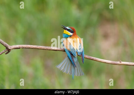 Eine europäische Bienenfresser (Merops apiaster) Sitzstangen auf einem Zweig mit offenem Schnabel ruffling seine Federn, Koros-Maros Nationalpark, Békés, Ungarn Stockfoto