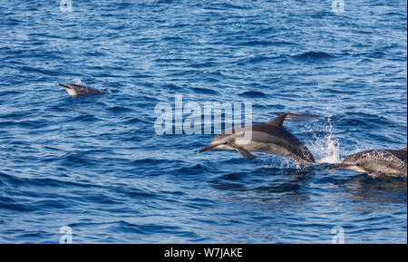 Spinner Delfine (Stenella longirostris) Schwimmen mit hoher Geschwindigkeit, springen aus den Wellen, Whale Watching in Weligama an der Südküste von Sri Lanka Stockfoto