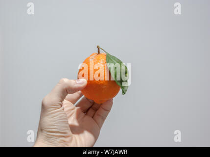 Ein einsames orange Meyer Zitrone mit ihren Samen oder Blatt und Schatten lassen in der Hand des kaukasischen Männer über einen weißen Hintergrund Stockfoto