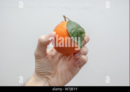 Ein einsames orange Meyer Zitrone mit ihren Samen oder Blatt und Schatten lassen in der Hand des kaukasischen Männer über einen weißen Hintergrund Stockfoto