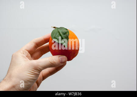 Ein einsames orange Meyer Zitrone mit ihren Samen oder Blatt und Schatten lassen in der Hand des kaukasischen Männer über einen weißen Hintergrund Stockfoto