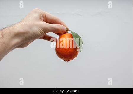 Ein einsames orange Meyer Zitrone mit ihren Samen oder Blatt und Schatten lassen in der Hand des kaukasischen Männer über einen weißen Hintergrund Stockfoto