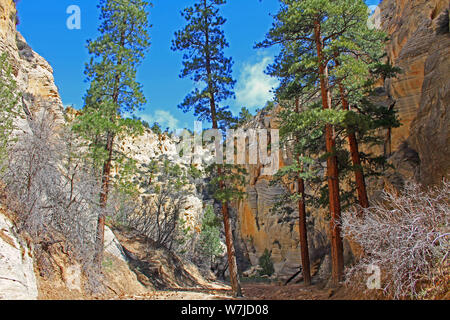 Ponderosa Kiefern in Lick Wash, Utah Stockfoto