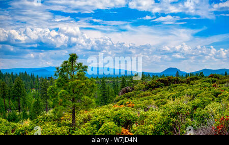 Blick vom Cascade Lakes National Byway mit Teppichboden Hügel von immergrünen Kiefern mit Blick auf Berge Schlackenkegel und Buttes von Oregon auf Sky eingestellt Stockfoto