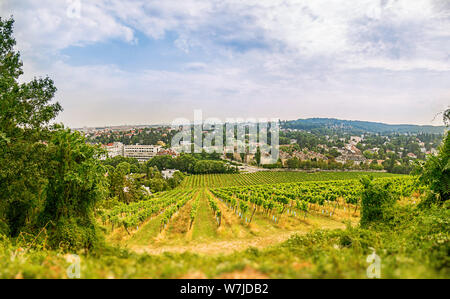 Weitwinkelaufnahme eines Weinbergs im westlichen Teil von Wien Österreich mit Blick auf den Süden der Stadt Stockfoto