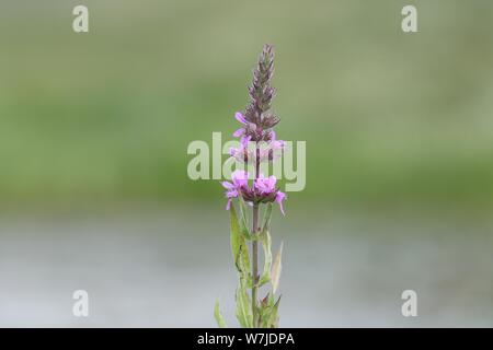 Eine einzelne Blüte spike Der blutweiderich Lythrum salicaria eine invasive Pflanze in Nordamerika ursprünglich aus Europa. Wächst über Feuchtgebiete. Stockfoto