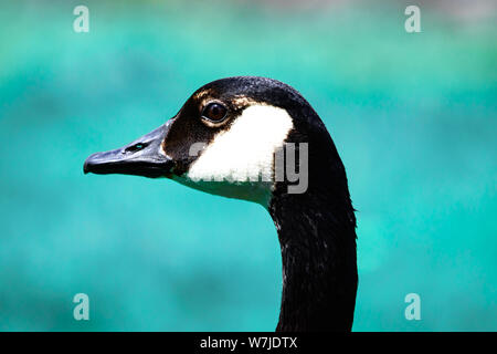 Closeup Portrait von Kanada Gans durch Wasser in hellem Tageslicht Stockfoto