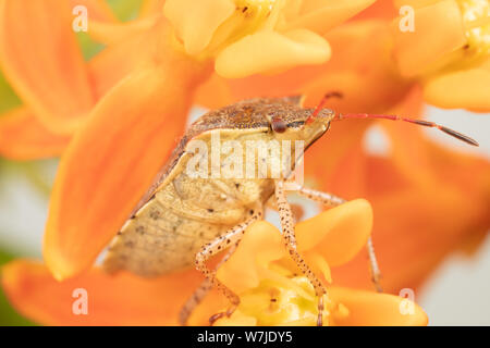 Makro Foto von einem stinken Bug stehend auf orange milkweed Blumen mit einem weißen Hintergrund. Stockfoto