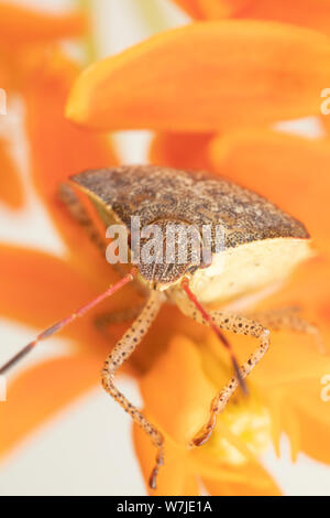 Makro Foto von einem stinken Bug stehend auf orange milkweed Blumen mit einem weißen Hintergrund. Stockfoto