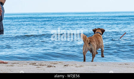 Ein golden retriever spielt Fetch mit seinem Besitzer durch Jagd auf ein Stick zum Meer auf einem Fire Island Beach. Stockfoto