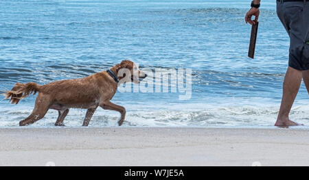 Ein golden retriever hält sein Auge auf einem Stick, der seinen Besitzer wird zu werfen, um auf einem Fire Island Strand geholt werden. Stockfoto