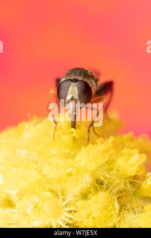 Makro Foto eines kleinen hoverfly essen Pollen auf der Mitte einer Blume Stockfoto