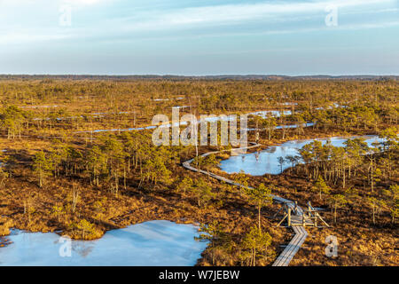 Holz- Wanderweg in Sumpf mit schönen Abend Sonne Licht am Goldenen Stunde und im Herbst bunte Flora von winter Kemeri großen Sumpf Sumpf, Luftaufnahme Stockfoto