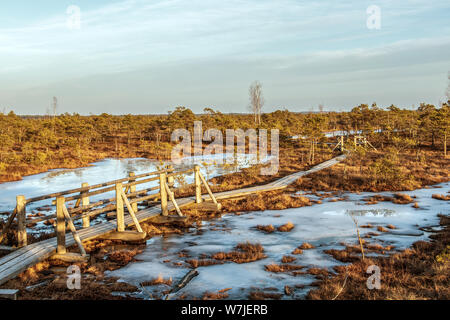 Holz- Fußweg auf der mit Herbst farbige Flora von Kemeri großen Sumpf Sumpf Feuchtgebiet in Kemeri Nationalpark, Jurmala, Lettland, Nordeuropa Stockfoto